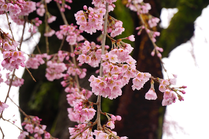 専照寺の枝垂れ桜