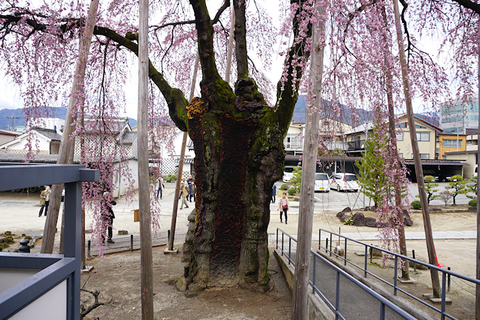 専照寺の枝垂れ桜