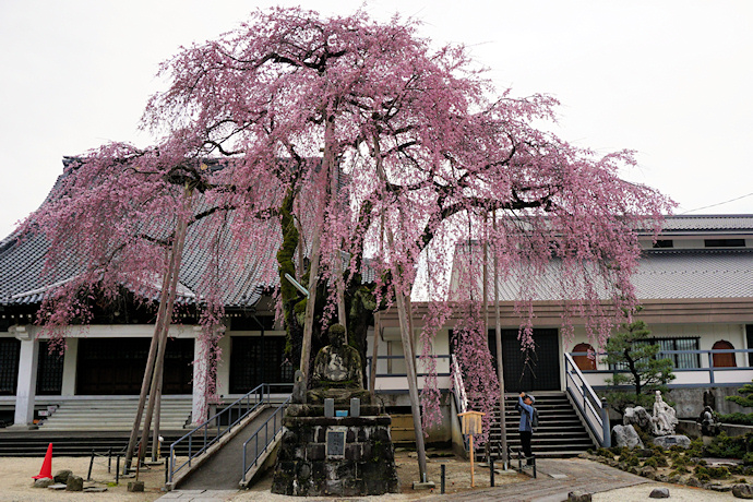 専照寺の枝垂れ桜
