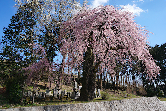 下平のしだれ桜