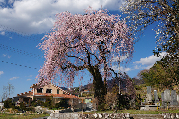 下平のしだれ桜