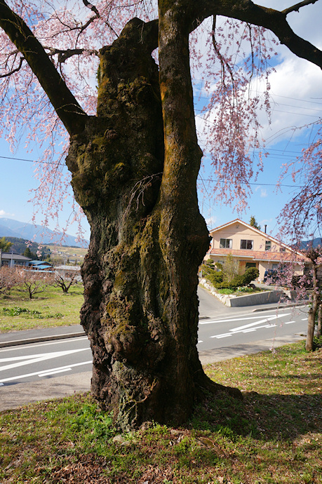 下平のしだれ桜