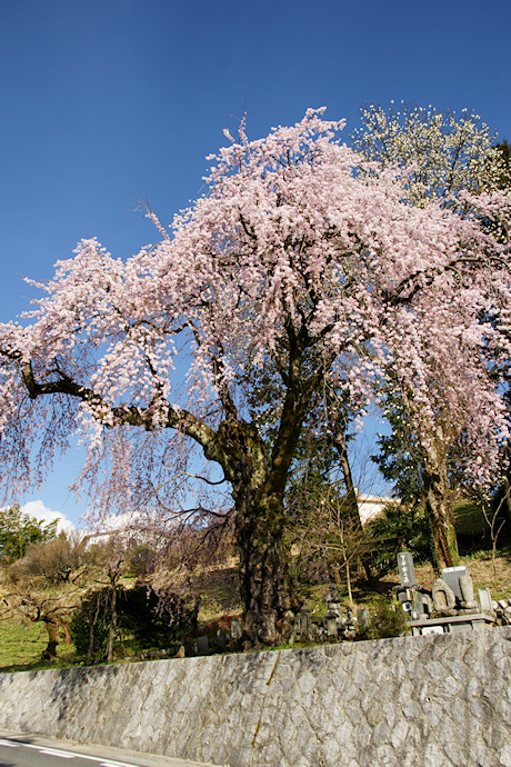 下平のしだれ桜