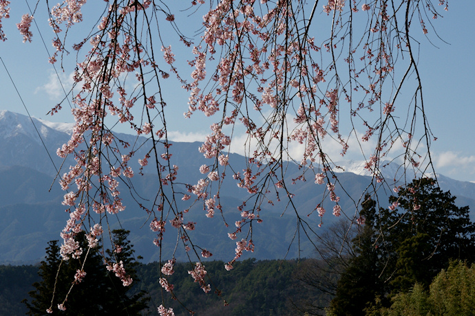 下平のしだれ桜