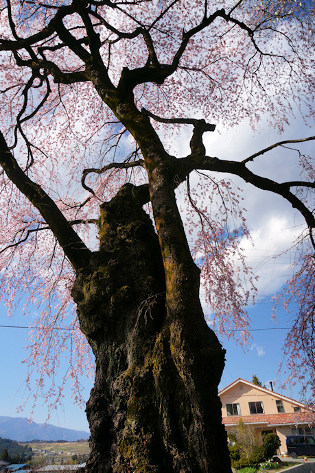 下平のしだれ桜