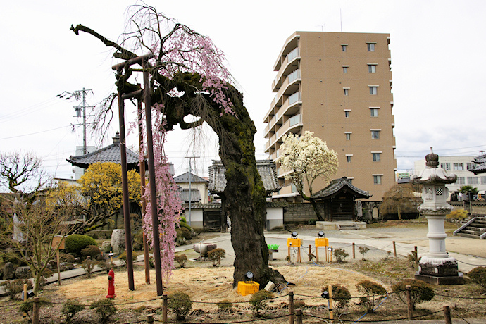 正永寺の枝垂れ桜