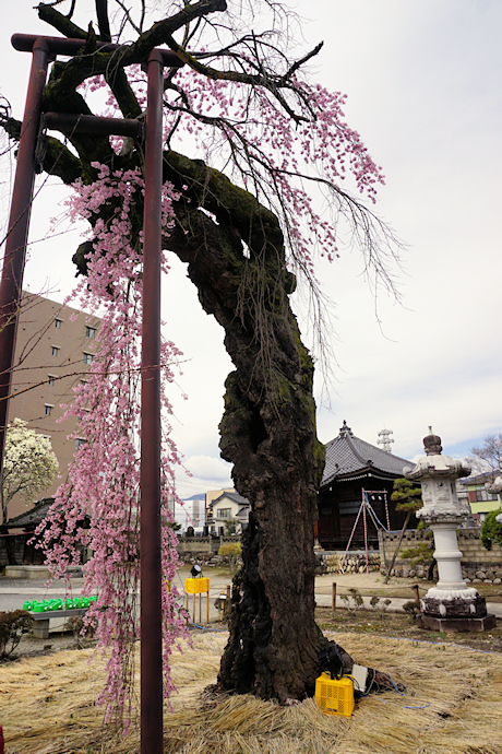 正永寺の枝垂れ桜
