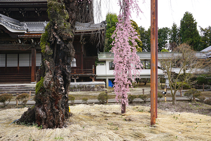 正永寺の枝垂れ桜