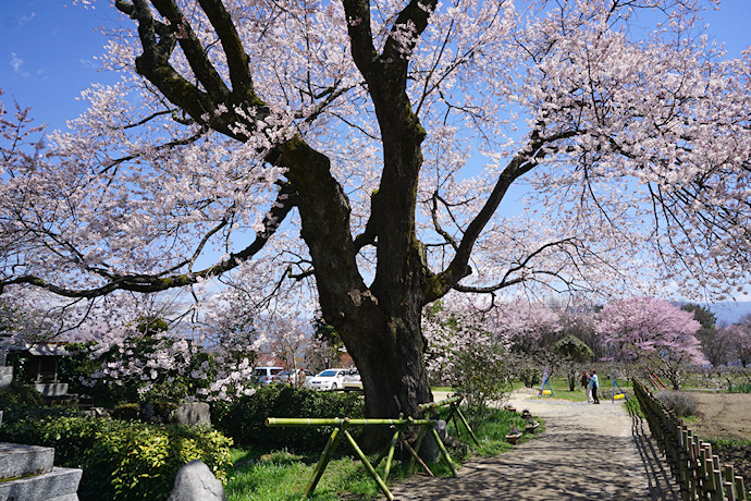 松源寺のエドヒガン