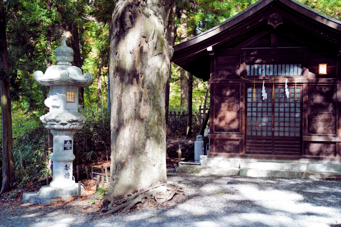 下社春宮・筒粥殿前のケヤキ