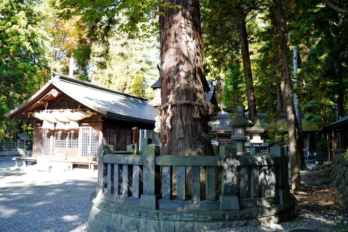 諏訪大社下社春宮・結びの杉