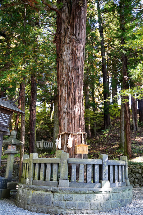 結びの杉