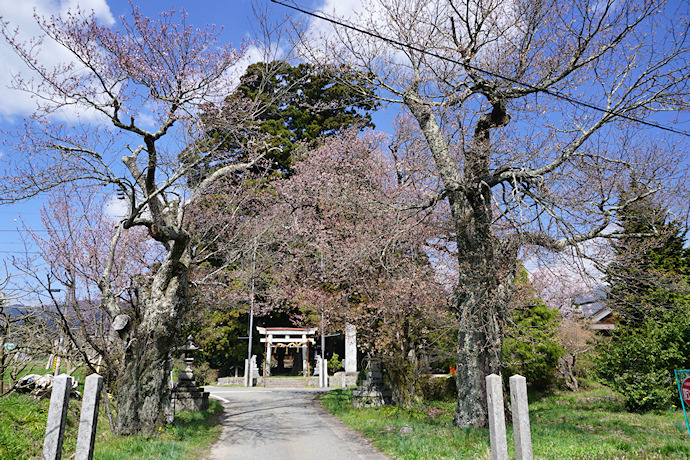 泰山神社のヤマザクラ