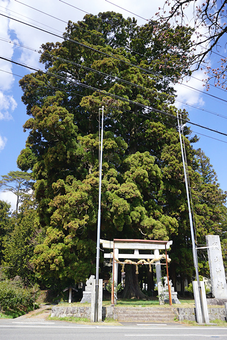 泰山神社のスギ