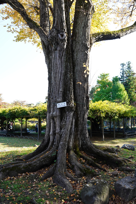 高島城公園のカツラ