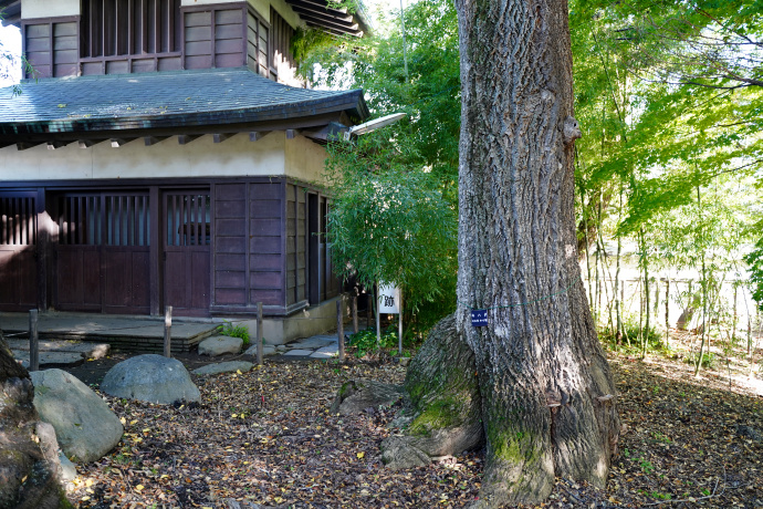 高島城公園のキハダ