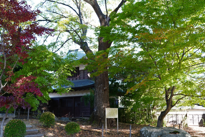 高島城公園のキハダ