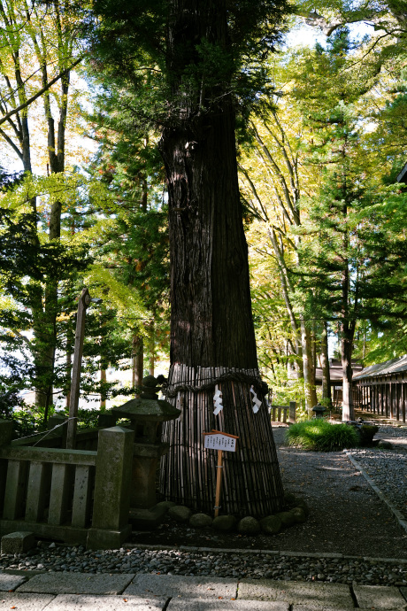 手長の森の延命杉