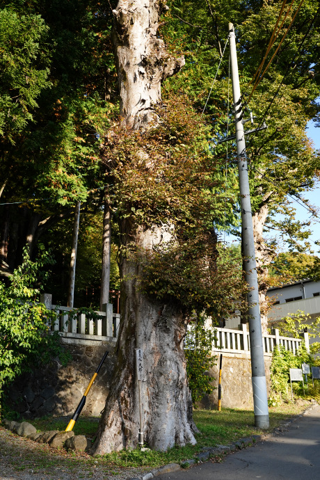 手長の森の大欅