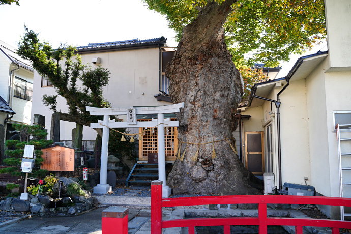 槻井泉神社のケヤキ