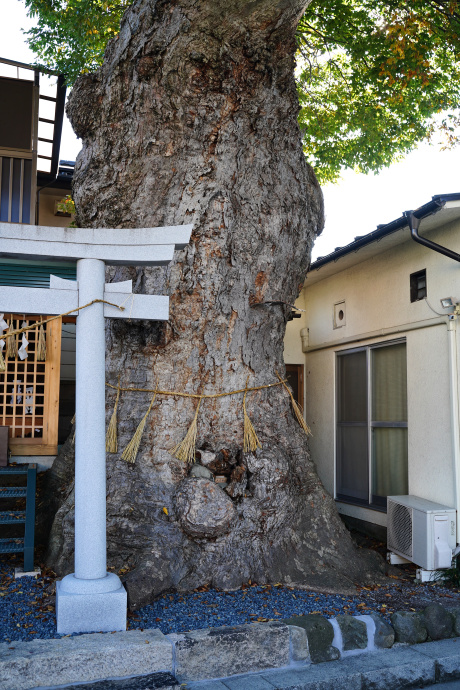 槻井泉神社のケヤキ