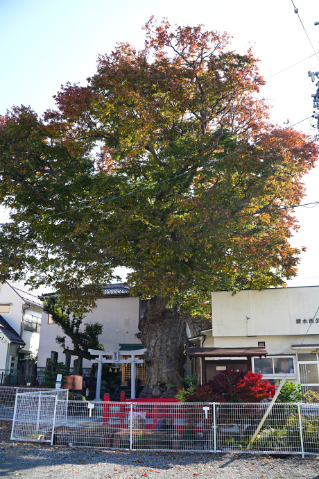 槻井泉神社のケヤキ