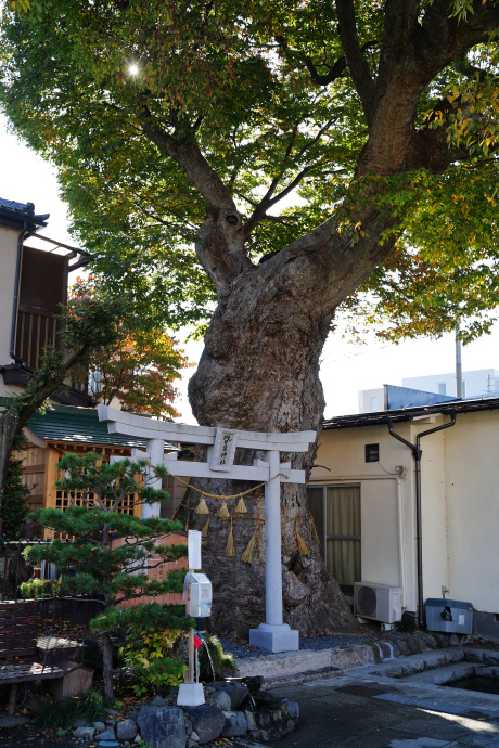 槻井泉神社の湧水とケヤキ