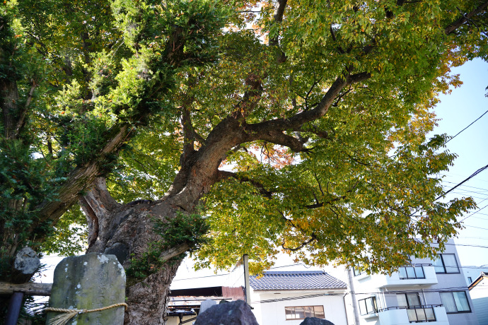 槻井泉神社のケヤキ