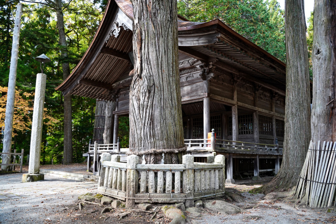 矢彦神社のスギ