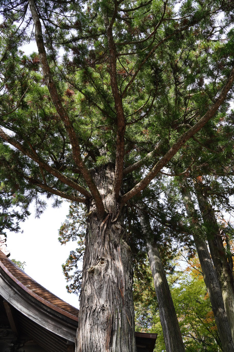 矢彦神社のスギ