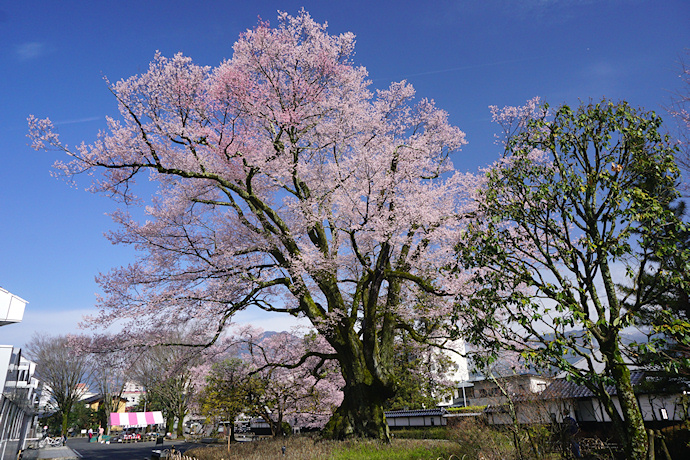 安富桜