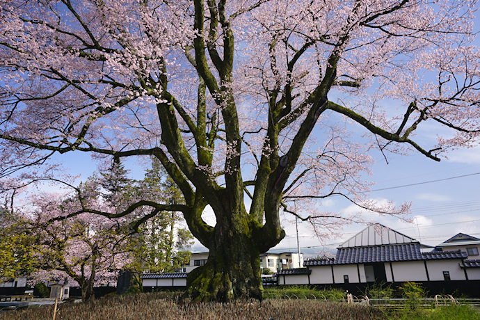 安富桜