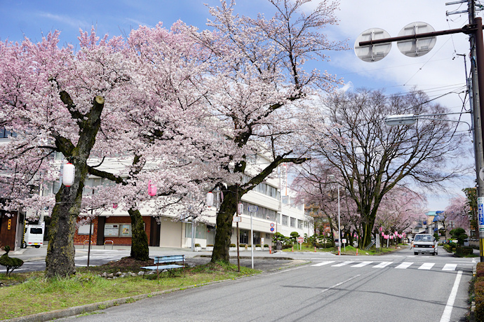 大宮通りの桜並木