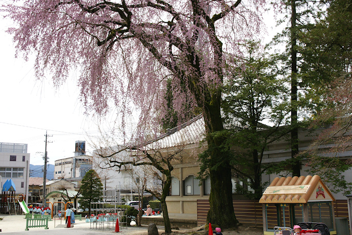 善勝寺の枝垂れ桜