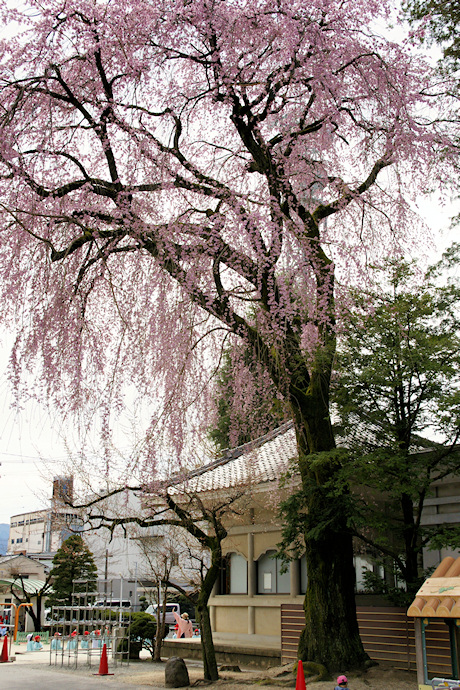善勝寺の枝垂れ桜