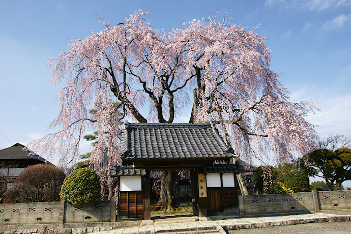 増泉寺の天蓋しだれ桜