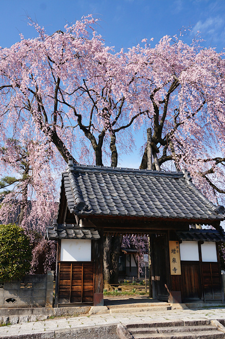 増泉寺の天蓋しだれ桜