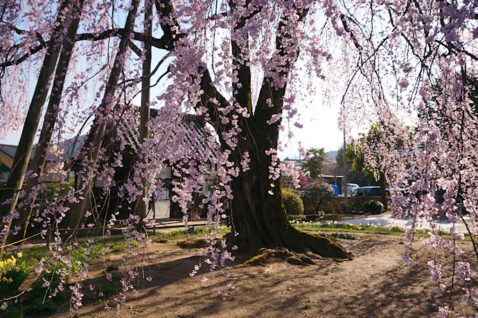 増泉寺の天蓋しだれ桜