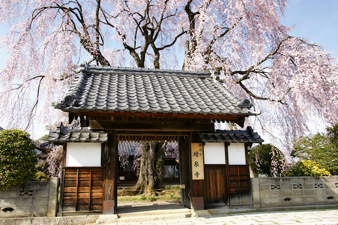 増泉寺の天蓋しだれ桜