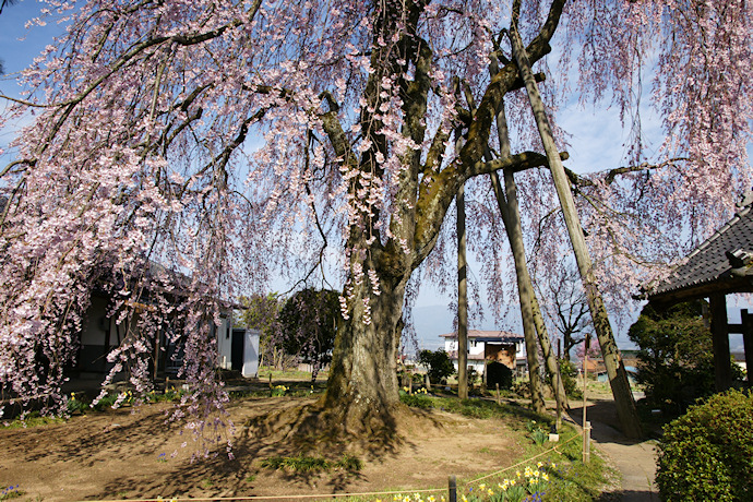 増泉寺の天蓋しだれ桜