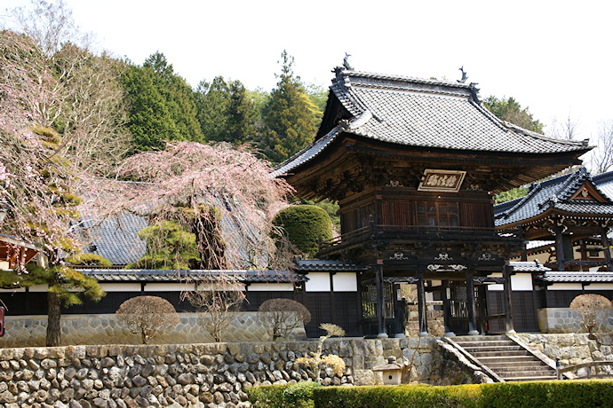 蔵沢寺のしだれ桜