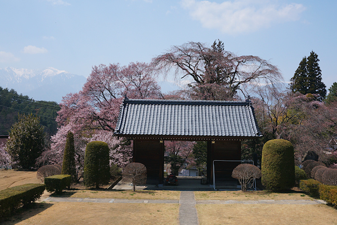 蔵沢寺のしだれ桜