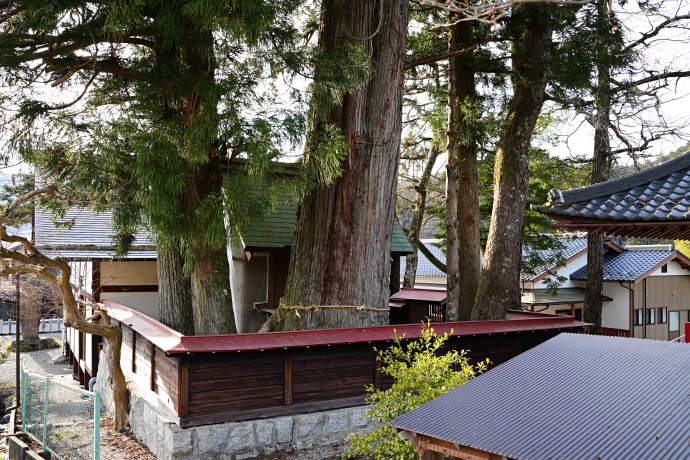 県神社のスギ