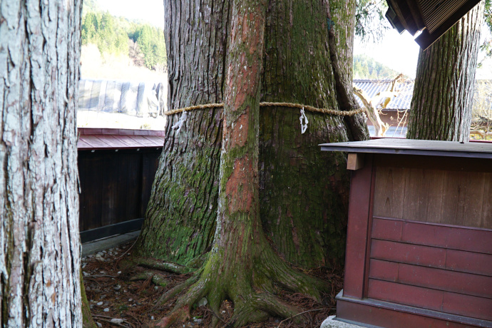 県神社のスギ