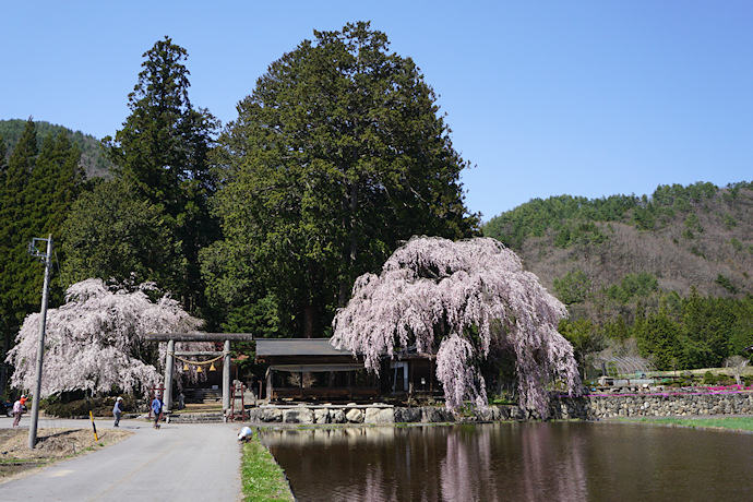 青屋神明神社の枝垂れ桜