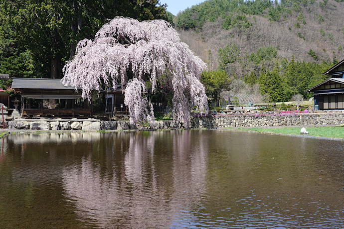 青屋神明神社の枝垂れ桜