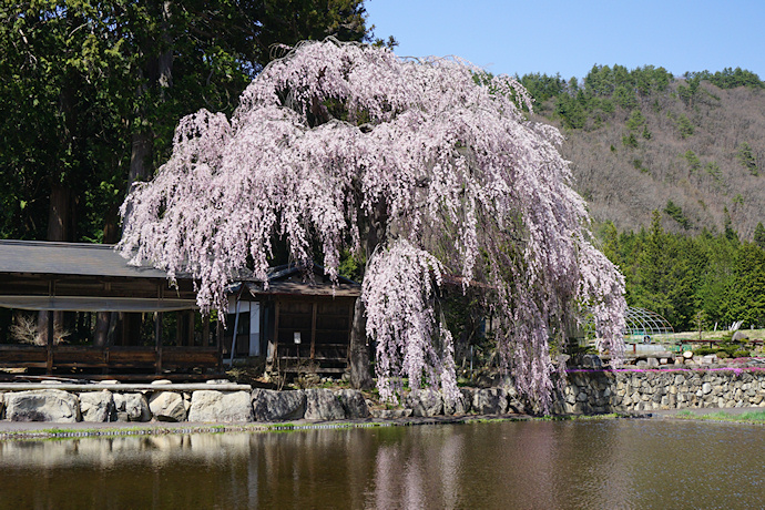 青屋神明神社の枝垂れ桜