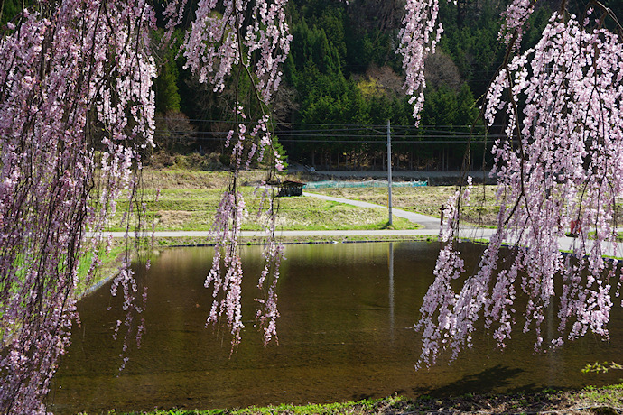 青屋神明神社の枝垂れ桜