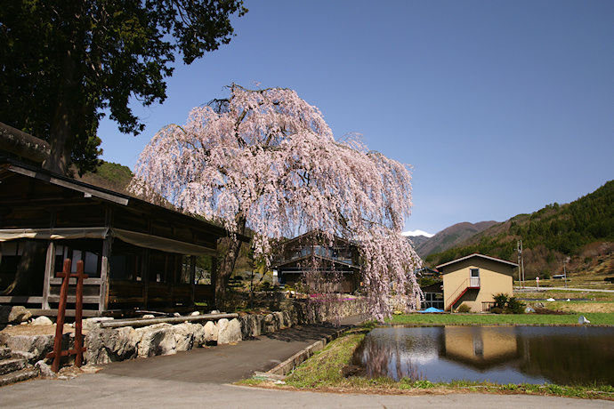 青屋神明神社の枝垂れ桜