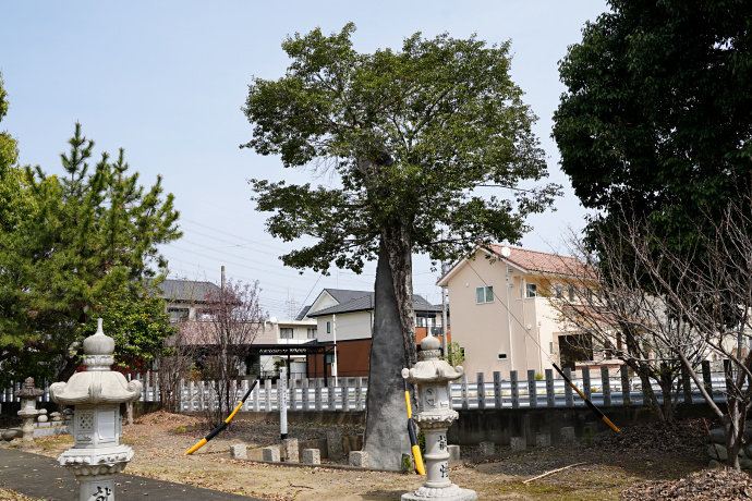 朝日神社のクロガネモチ